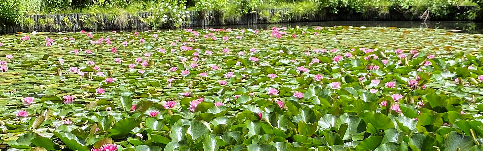 蓮の花が広がる池の情景